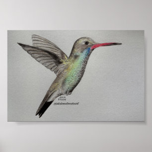 Iridescent Hummingbird Pencil Drawing Art Print