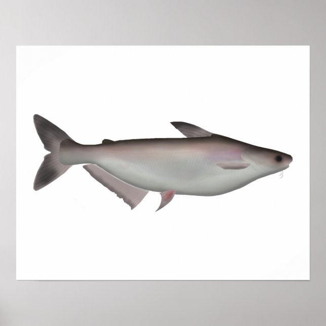 Iridescent Shark Poster (Front)
