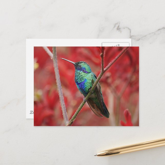 Iridescent Shine Postcard (Front/Back In Situ)