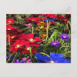 Iridescent Spring Postcard