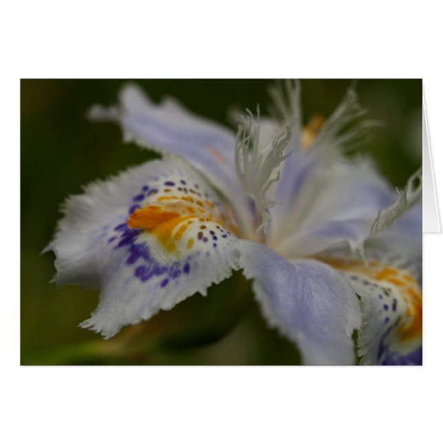 Iris (Front Horizontal)
