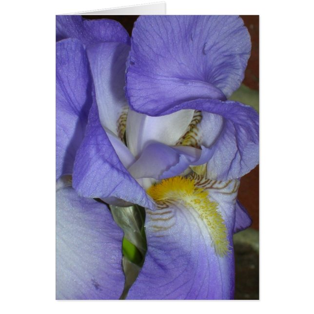Iris (Front)