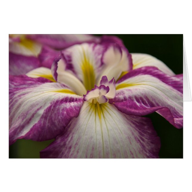 Iris (Front Horizontal)
