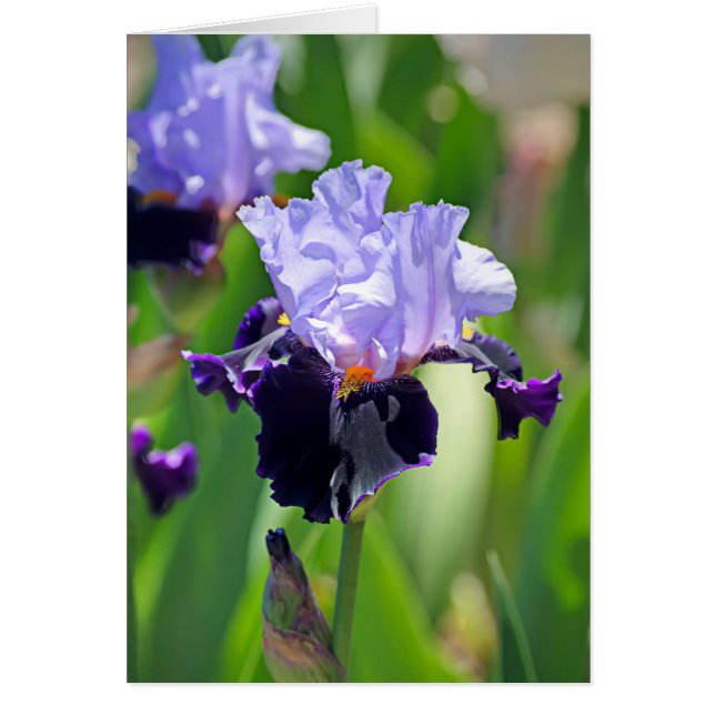 Iris 0992 (Front)