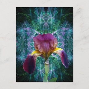 Iris and its meaning postcard