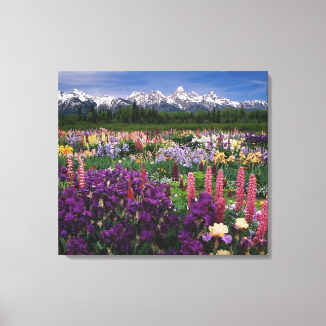 Iris and Lupine garden and Teton Range, Canvas Print (Front)