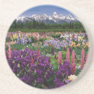 Iris and Lupine garden and Teton Range, Coaster