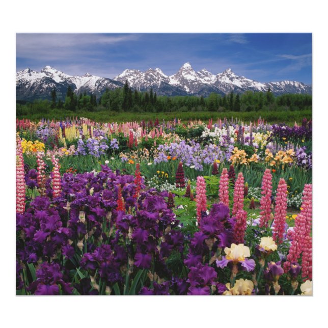 Iris and Lupine garden and Teton Range, Photo Print (Front)
