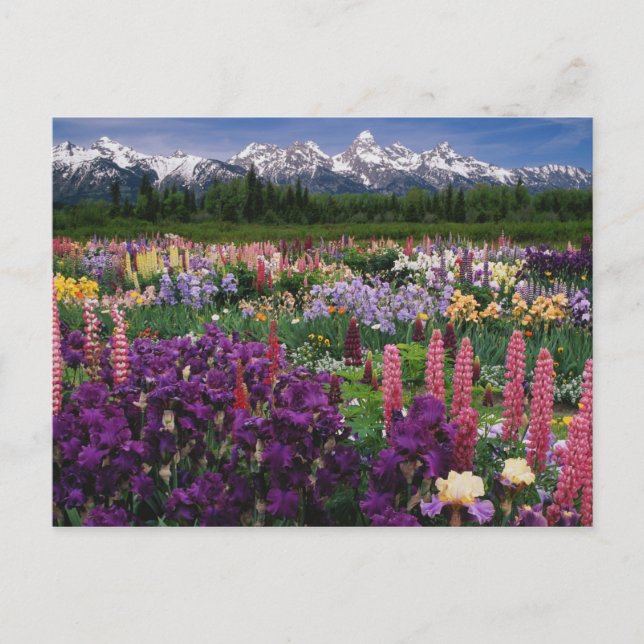 Iris and Lupine garden and Teton Range, Postcard (Front)