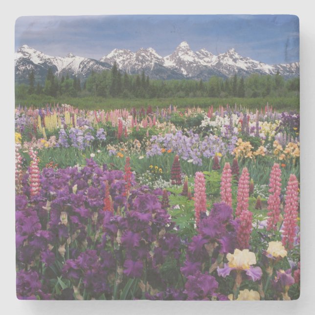 Iris and Lupine garden and Teton Range, Stone Coaster (Front)