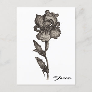 Iris, anonymous, c. 1630 -  1690  postcard