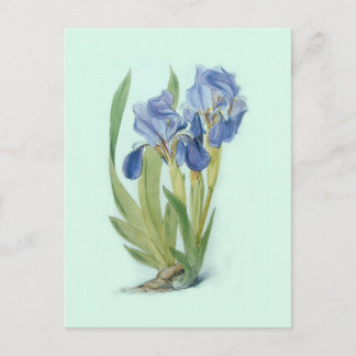 Iris aphylla postcard