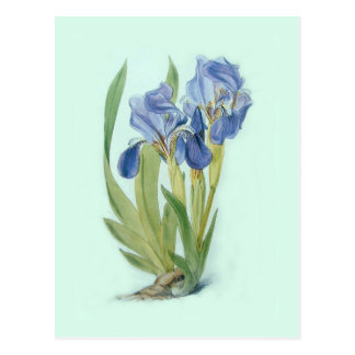 Vintage Iris Postcards | Zazzle UK