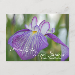 Iris at Swan Lake, Sumter SC Postcard