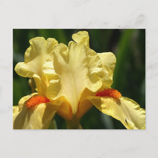 Iris Beauty Postcard (Front)