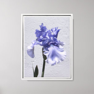 Iris Bloom Canvas Print