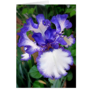 Iris ~ Blue and White