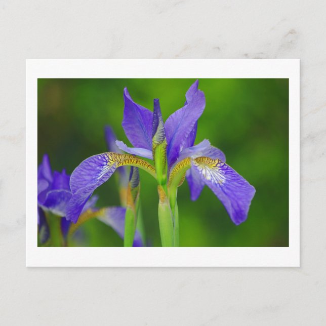 Iris Blue Flower Postcard (Front)