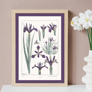 Iris Botanical Verneuil Poster