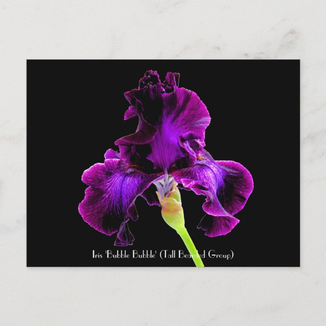 Iris 'Bubble Bubble'  Collectable Postcards (Front)
