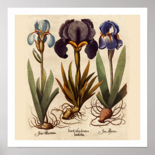 Iris Bulbs Botanical Print
