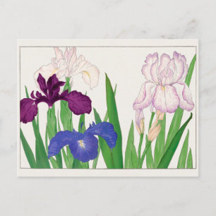 Iris by Tanigami Konan Postcard