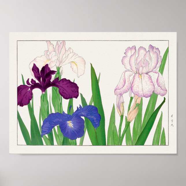 Iris by Tanigami Konan Poster (Front)