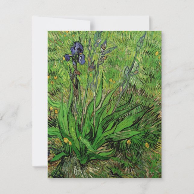 Iris by Vincent van Gogh, Vintage Garden Flowers (Front)