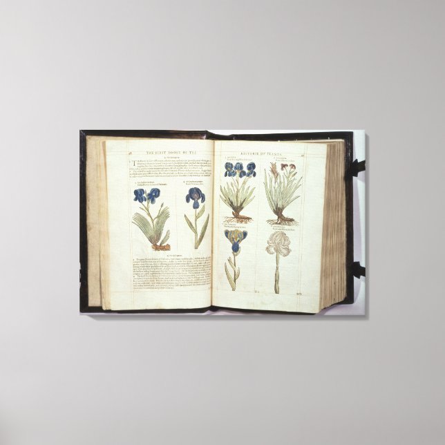 Iris Canvas Print (Front)