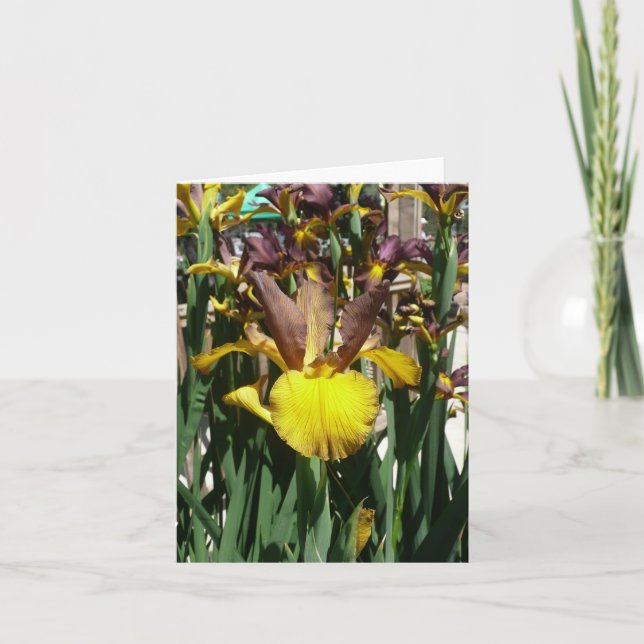 IRIS CARD - PIPER MAY - Blank Note Card (Front)