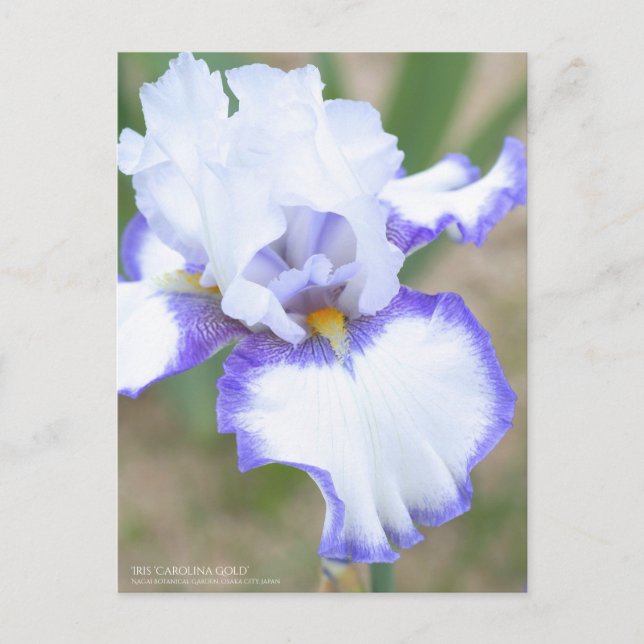 Iris ‘Carolina Gold’：Postcard Postcard (Front)