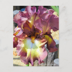 Iris ‘Chocolate Royal’  [Postcard] Postcard