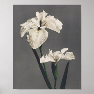 Iris - coloured photograph - Japan Poster