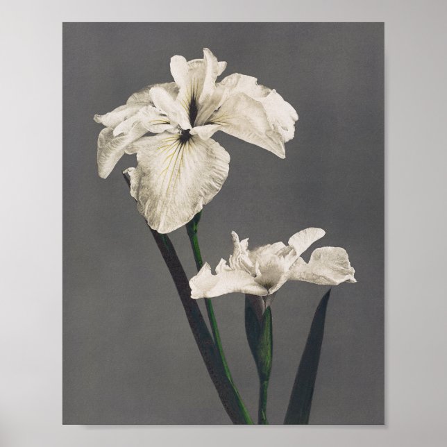Iris - coloured photograph - Japan Poster (Front)