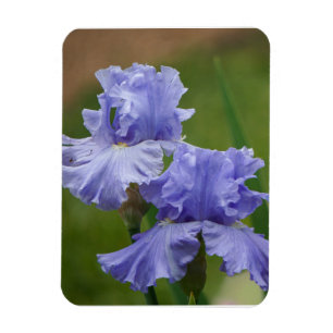 Iris Delight Magnet