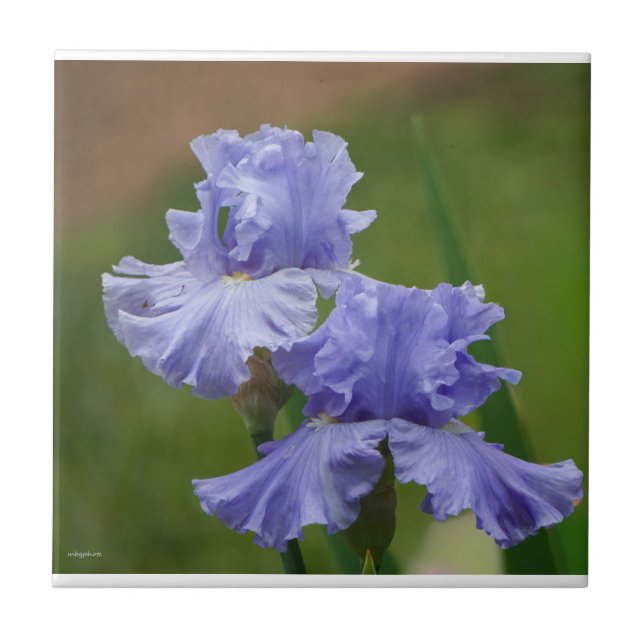 Iris Delight Tile (Front)