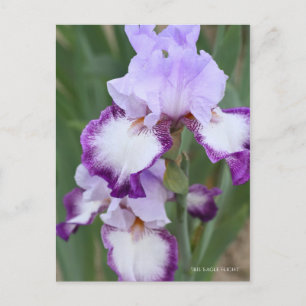 Iris ‘Eagle Flight’ [Postcard] ポストカード Postcard