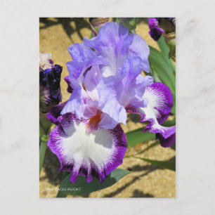 Iris ‘Eagle Flight’ [Postcard] ポストカード Postcard