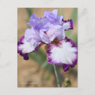 Iris ‘Eagle Flight’  [Postcard] ポストカード Postcard