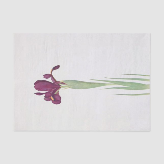 Iris Filifolia by William Dykes Tissue Paper (Front)