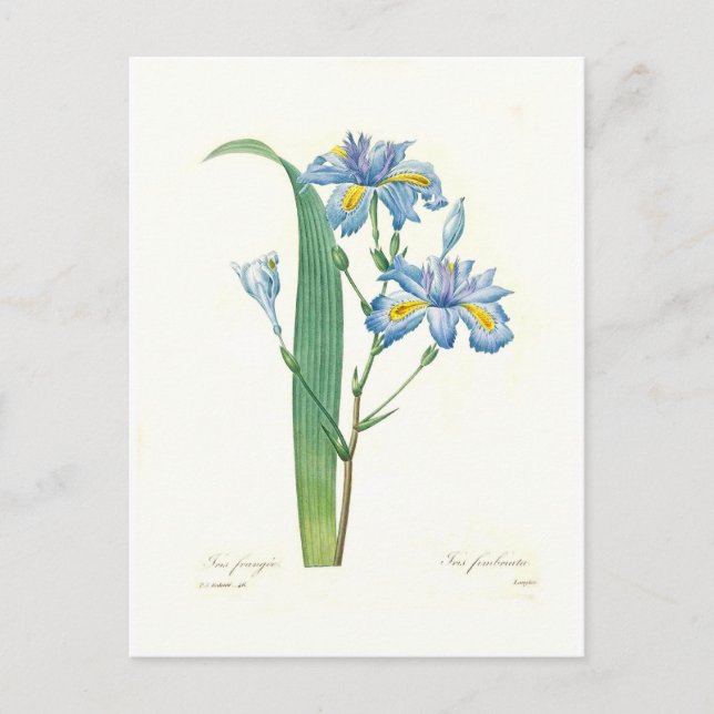 Iris fimbriata postcard (Front)