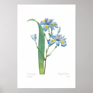 Iris fimbriata poster