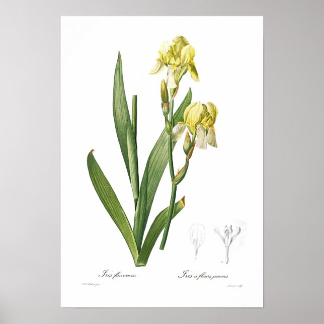 Iris flavescens poster (Front)