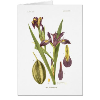 Iris flexicaulis by Mary E Eaton