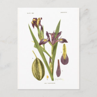 Iris flexicaulis postcard