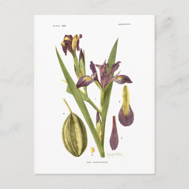 Iris flexicaulis postcard (Front)