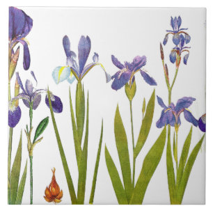 Iris Floral Garden Botanical Flower Tile