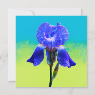 Iris flower 