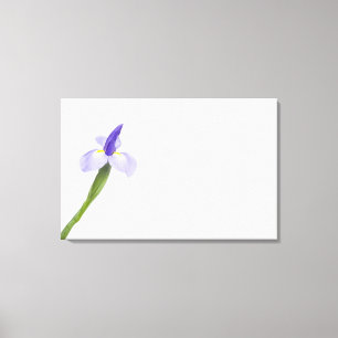 Iris flower. canvas print