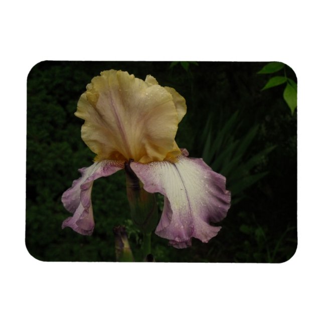 Iris Flower Floral Photography Magnet (Horizontal)